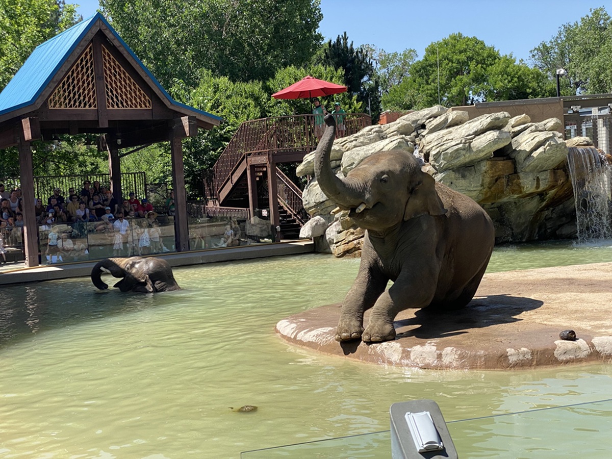 Picture of an elephant