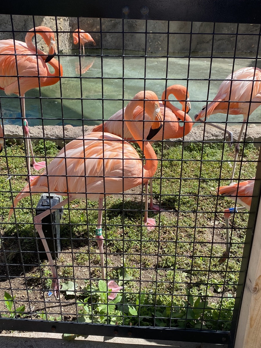 Picture of a flamingo