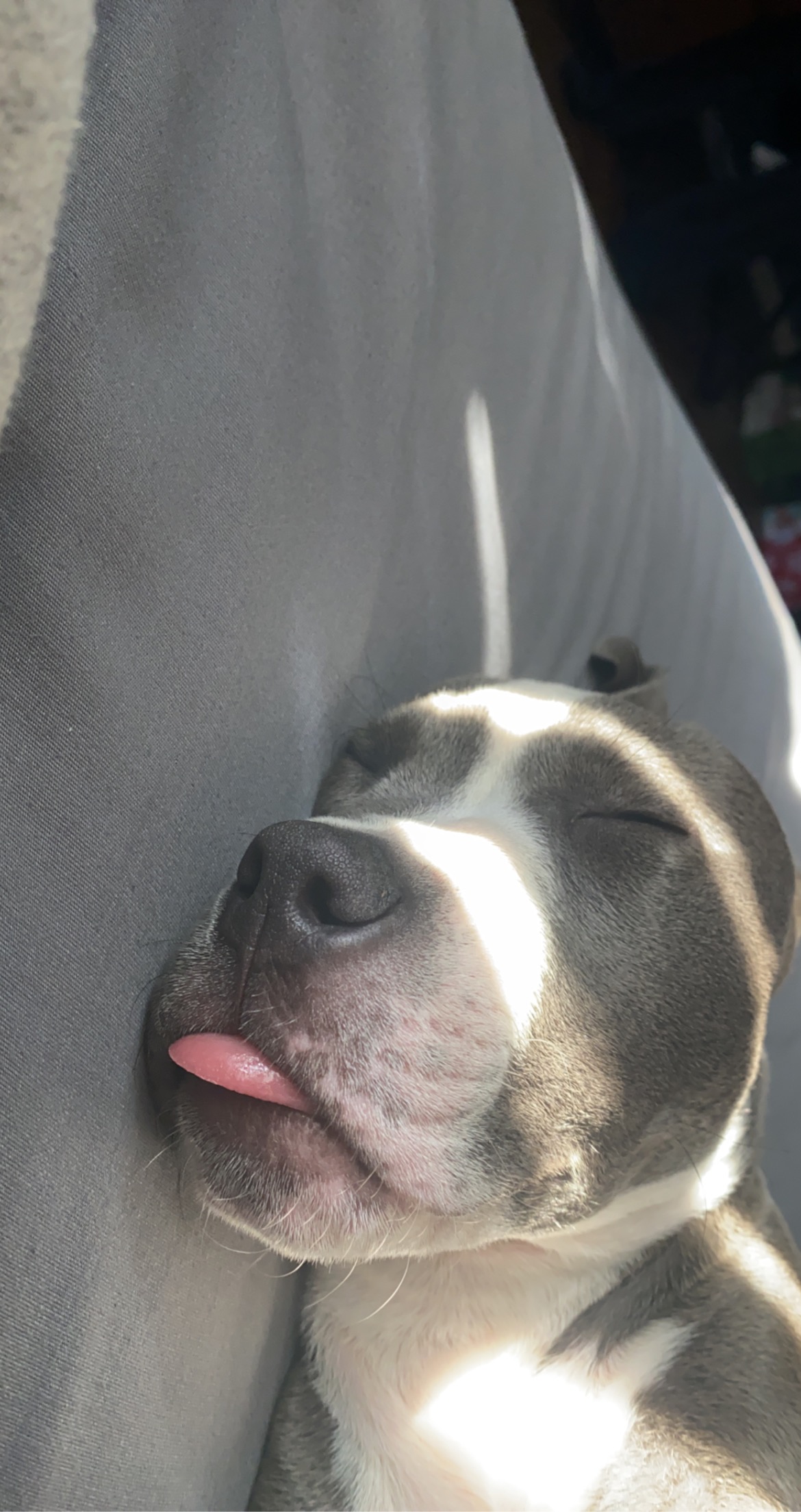 Sleeping dog